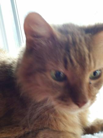 Lost orange fluffy cat (Princeville)