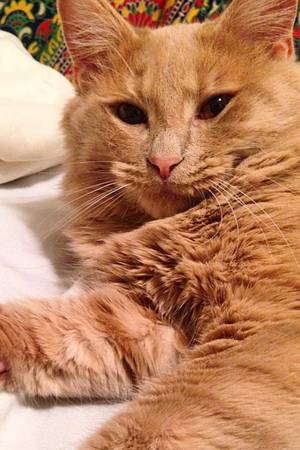 Lost Orange Tabby Cat in Cleveland (Westpark)
