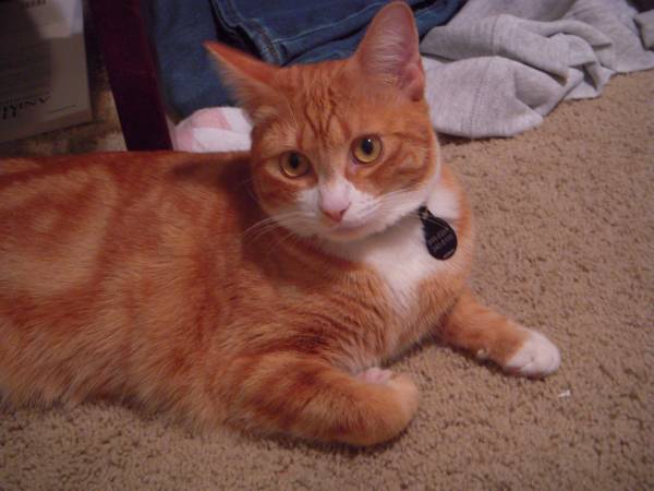 LOST Orange tabby female cat (Bear Creek Meridian)