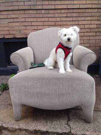 LOST pagliaachi white poodleMaltese (Tower grove)