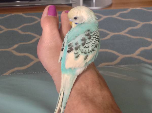 Lost Parakeet