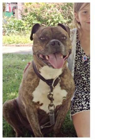 LOST pit bull pitbull terrier, brindle, male (Old Peachtree rdDean Rd)
