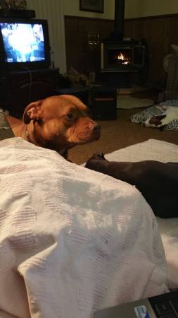 wanted blue male bully (okc)