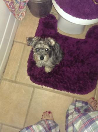 Lost puppy Schnauzer 200 REWARD