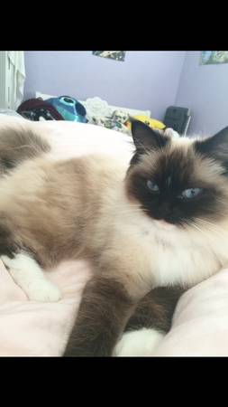 lost ragdoll cat (looks like siamese long hair) (altamonte springs)