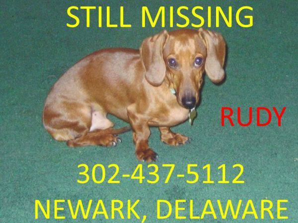 Lost Red Dachshund