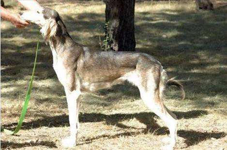 LOST SALUKIGREYHOUND (Boise)