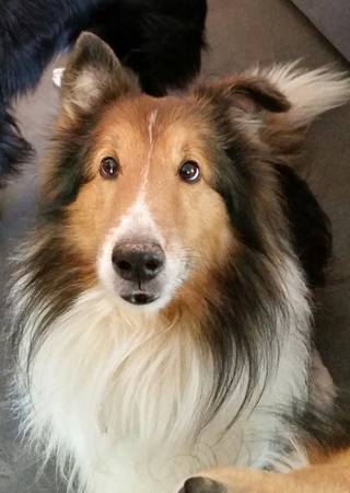 Lost sheltie, perro perdido (SW 29th and independence)