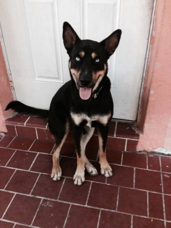 Lost Shepard husky mix (MIAMI)