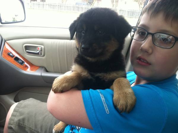 Lost Shepard Rot mix puppy 11 weeks (Hefner and Penn)