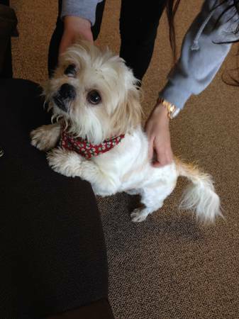 Lost Shih Tzu (Toler Rd)