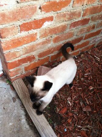 Lost Siamese Cat Near Rt 66 Park (West OKC)