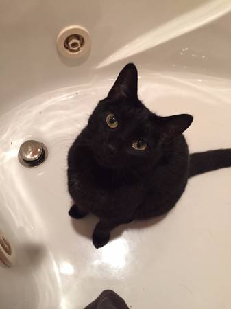 Lost Small Female Black Cat