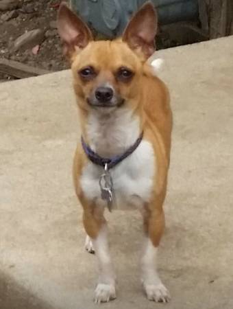 Lost Small Male Chihuahua (Hastings)
