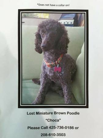 LOST SMALL POODLE (Bainbridge Island)