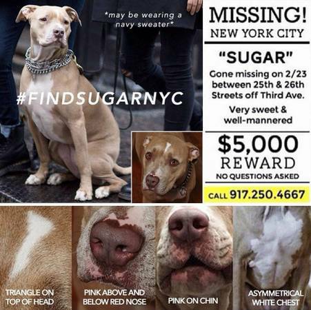 LOST super friendly pit bull SUGAR.  Please help to find (everywhere)