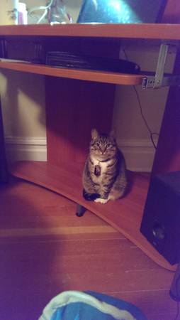Lost tabby cat in the avenues area in Salt lake city (C Street and 7th, Salt Lake City)