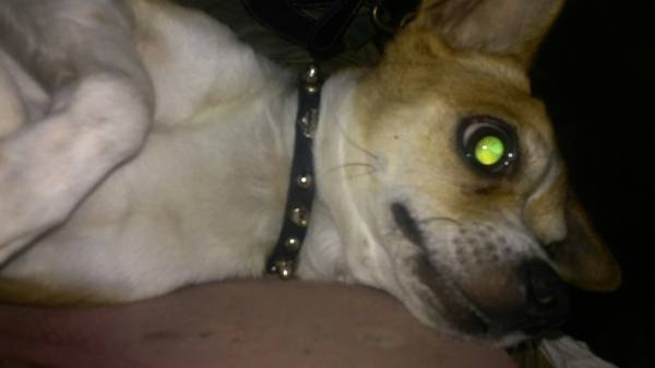 lost tan male chihuahua unaltered (12th street amp brown)