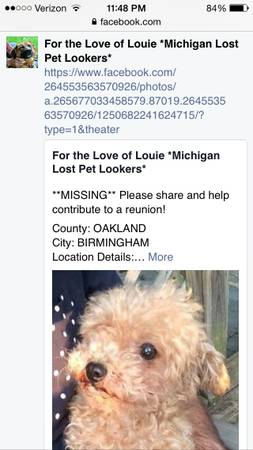 Lost tan poodle female (Big beaver coolidge)