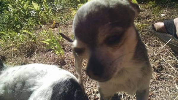 lost tiny brown Chihuahua (SE boise bergesonMinuteman)