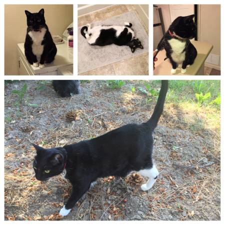Lost tuxedo cat (2300 East and 3300 South)