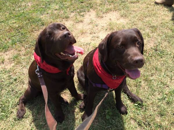 LOST TWO Female Chocolate Labs (Pinewood Springs, CO)