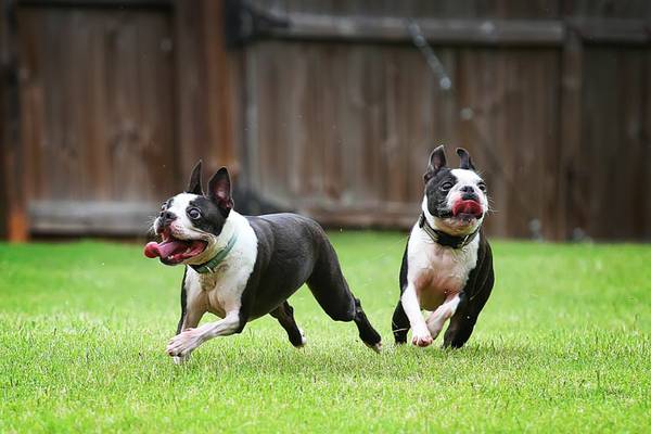 LOST TWO MALE Boston Terriers (OKC)