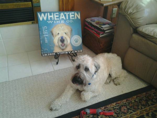 LOST Wheaten Terrier (med whitegrey dog) (St. Paul, NE)