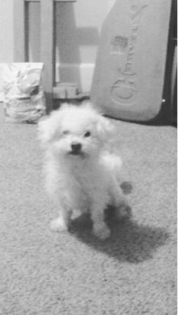 lost white bichon frise (east indy)