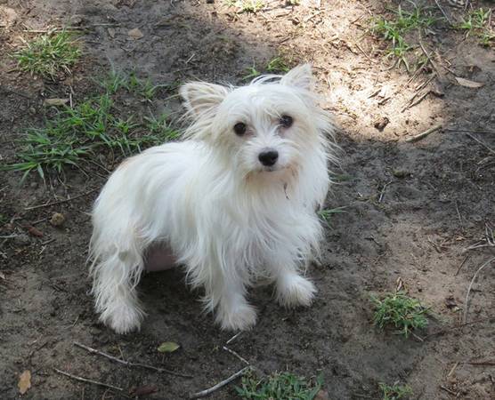 LOST white  blond Yorkie mix female  REWARD  (apopka)