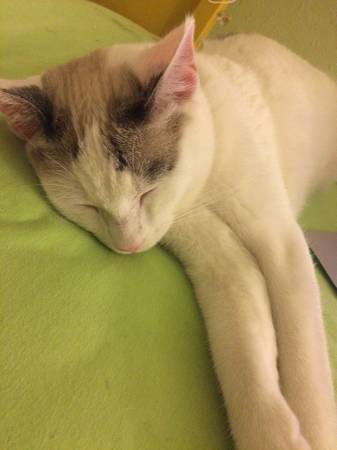 Lost White Cat (Lakewood)