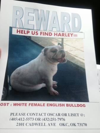 Lost white English Bulldog (Oklahoma City, Oklahoma)