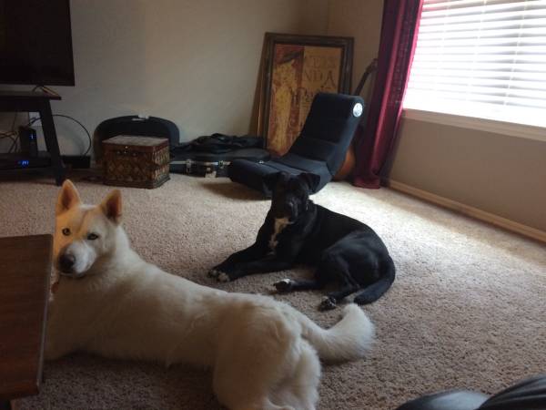 Lost white husky and black lab dogs (NW OKC)