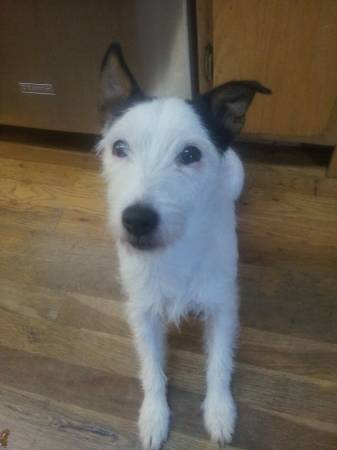 Lost White Jack Russel Terrier (Mt.Tabor)