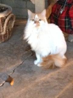 Lost White Long Hair Cat with Gold Face and Tail (9100 block Candlewood Dr)