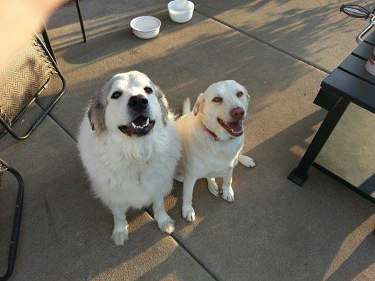 Lost White Pyrenees (West Fayetteville)