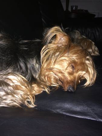 Lost yorkie (Lincoln)