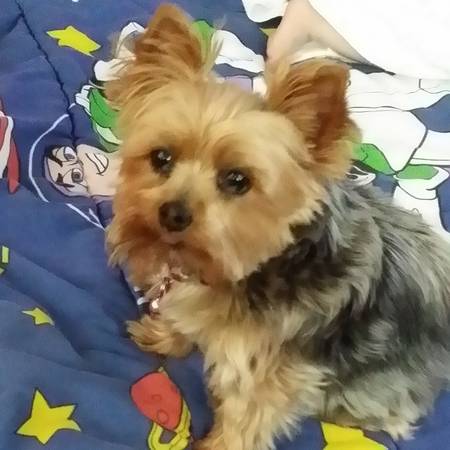 LOST YORKIE (Midwest City)