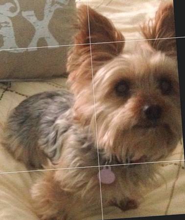 LOST YORKSHIRE TERRIER