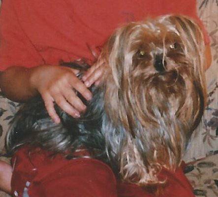 LOST Yorkshire Terrier, Female 11 years old Reward if Found... (Old Irving Park, AlbanyMayfair Park)