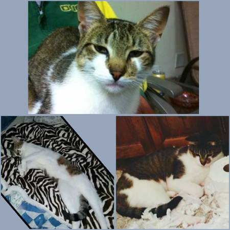 LOSTKIDNAPPED CAT (Gladstone Oregon)