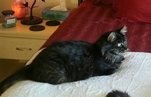 LostMissing Male Maine Coone Cat (51st Ave and Baseline Rd)
