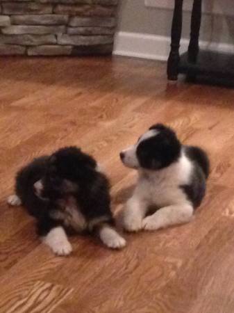 LostMissing Puppies (CottontownPortland)