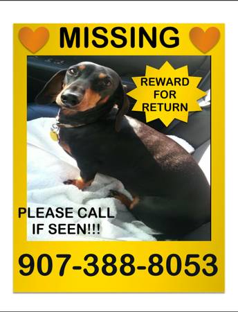 LOSTSTOLEN Dachshund in Eagle River REWARD (Eagle River)