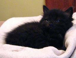 LOVABLE BEAUTIFUL KITTENS (PA)