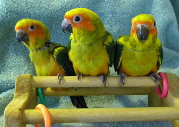 Love conures (Pumpkin Center, OK)