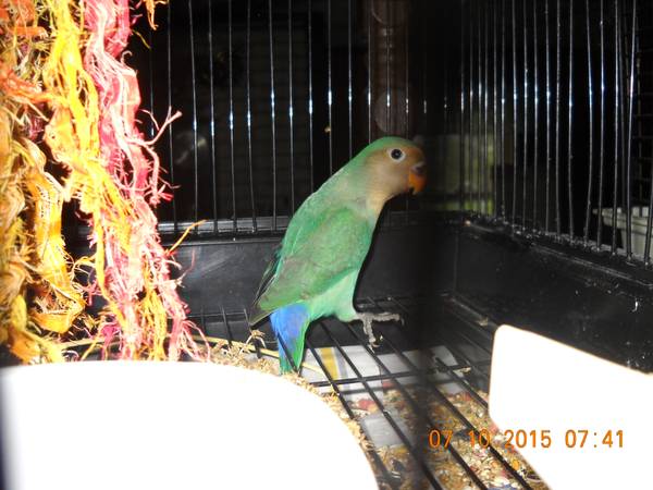 Lovebird (Gladstone, Mo)