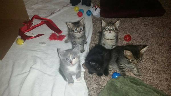 LOVELY KITTENS 6 WEEKS OLD (THORNTON)