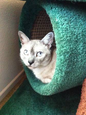 Lovely siamese cat