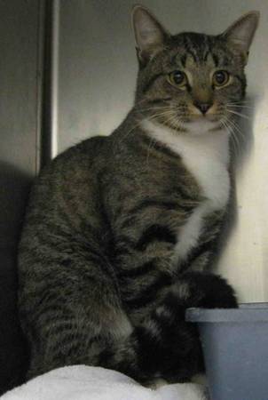 Lovely Tabby Cat in the City Pound (Mitchell SD)